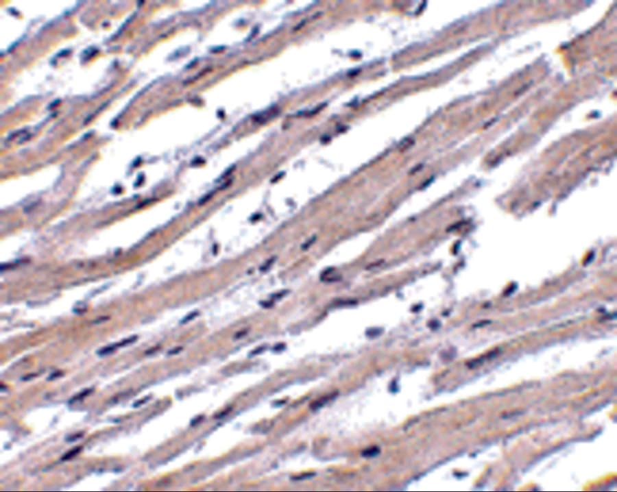 APAF1 / APAF-1 Antibody