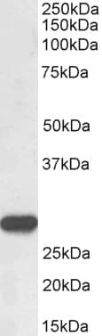 IHC-plus™ PRTN3 / Myeloblastin Antibody (aa88-98)
