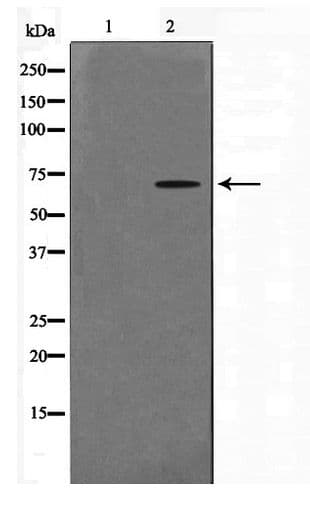 CERKL Antibody