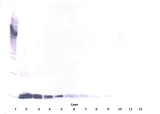 VEGFA / VEGF Antibody (Biotin)