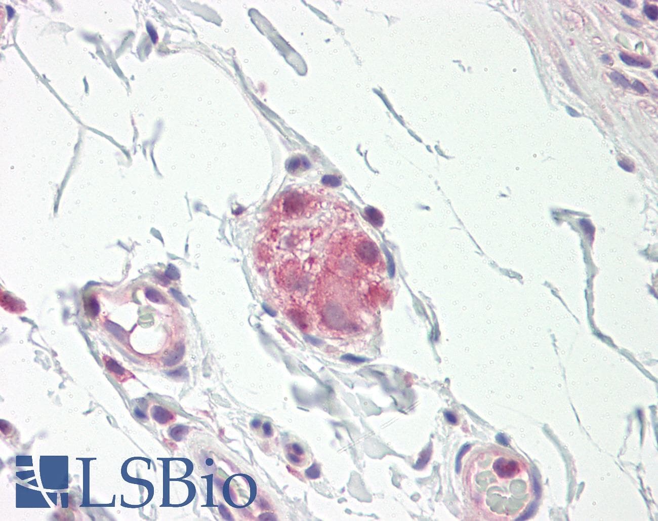 IHC-plus™ NOS1 / nNOS Antibody (N-Terminus)