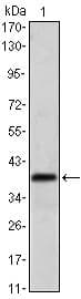 MSI1 / Musashi 1 Antibody (clone 2A12)