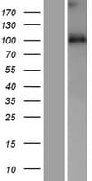 WDR47 Protein (Over-Expression Lysate Myc-DDK (Flag))