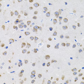 IL13 Antibody