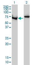 IHC-plus™ XRCC6 / Ku70 Antibody (clone 4C2-1A6)