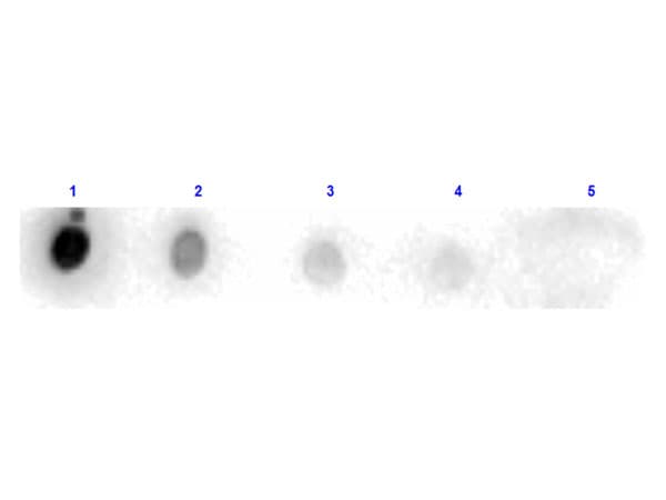 PRSS1 / Trypsin Antibody (Liquid, HRP)