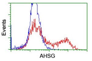AHSG / Fetuin A Antibody (clone OTI2H2)