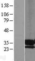 PAP2a / PPAP2A Protein (Over-Expression Lysate Myc-DDK (Flag))