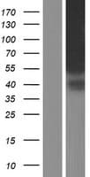 KIAA1467 Protein (Over-Expression Lysate Myc-DDK (Flag))