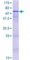 Human APOBEC3D Protein (Recombinant GST)