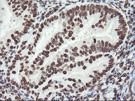 FBXO21 Antibody (clone OTI6E7, Carrier-free)