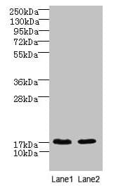 Polyclonal Rabbit anti-Human CNIH4 / HSPC163 Antibody (IHC, WB)