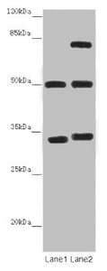 Polyclonal Rabbit anti-Human TUBA1B / Tubulin Alpha 1B Antibody (IHC, IF, WB)