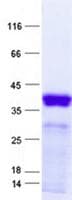 Human WFDC5 / PRG5 Protein (Recombinant GST, N-terminus + His, C-terminus)