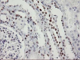 TLE1 / TLE 1 Antibody (aa180-460, clone OTI1F5)