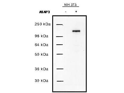 ASAP3 Antibody