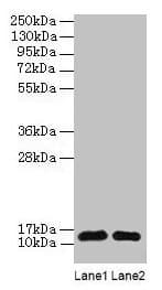 IHC-plus™ RPL36AL Antibody