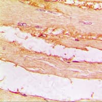 CKMT2 Antibody (Internal)