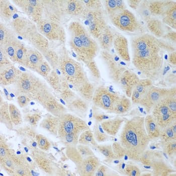 GHBP / BLVRB Antibody
