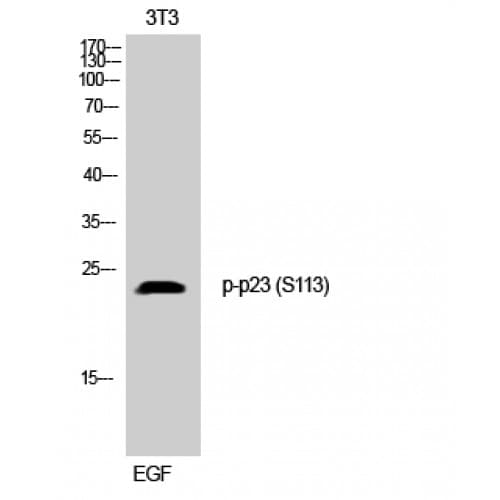PTGES3 / p23 Antibody (50-130 aa)