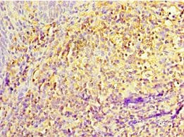 IL27RA Antibody (aa33-283)
