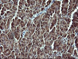 Placental Lactogen Antibody (clone OTI1C9, Carrier-free)