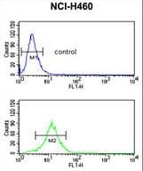 Polyclonal Rabbit anti-Human SDR / SDPR Antibody (aa109-135, IHC, WB)