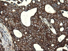 POGK Antibody (clone OTI4C8)