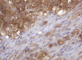 Monoclonal Mouse anti-Human COPS6 / CSN6 Antibody (clone OTI2F5, IHC, WB)