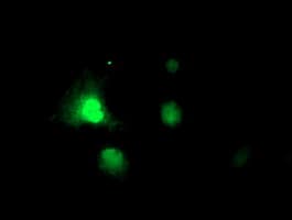 RNPEP Antibody (clone OTI3B5)