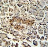 SUMF1 Antibody (aa303-331)