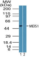 Polyclonal Rabbit anti-Human MEIS1 Antibody (aa170-220, WB)