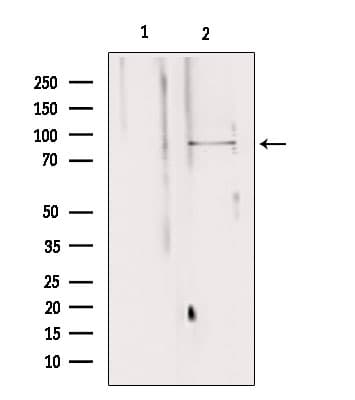 Polyclonal Rabbit anti-Human VG5Q / AGGF1 Antibody (IHC, WB)