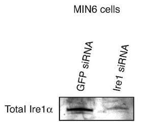 ERN1 / IRE1 Antibody (aa700-800, DY650)