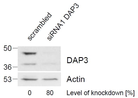IHC-plus™ DAP3 Antibody (aa387-398)