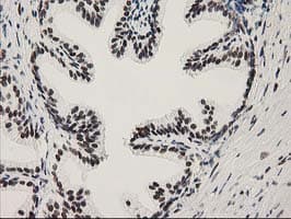 NMNAT1 / NMNAT Antibody (clone OTI1G4)