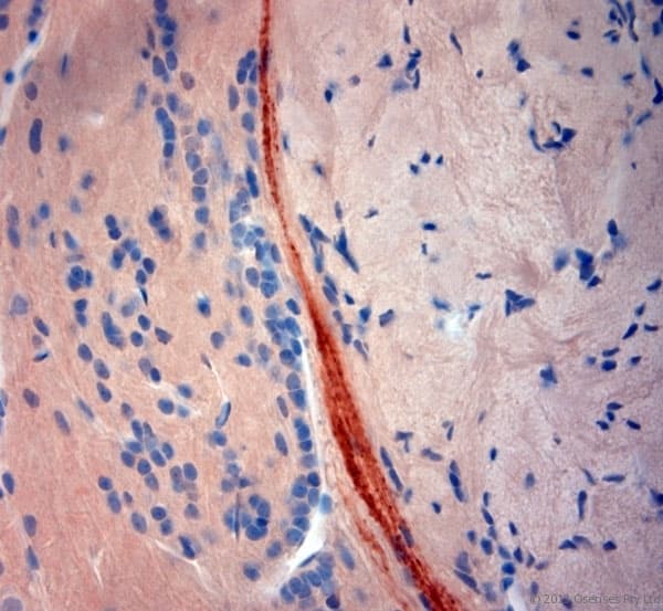 TAAR1 / TA1 Antibody (aa200-250)
