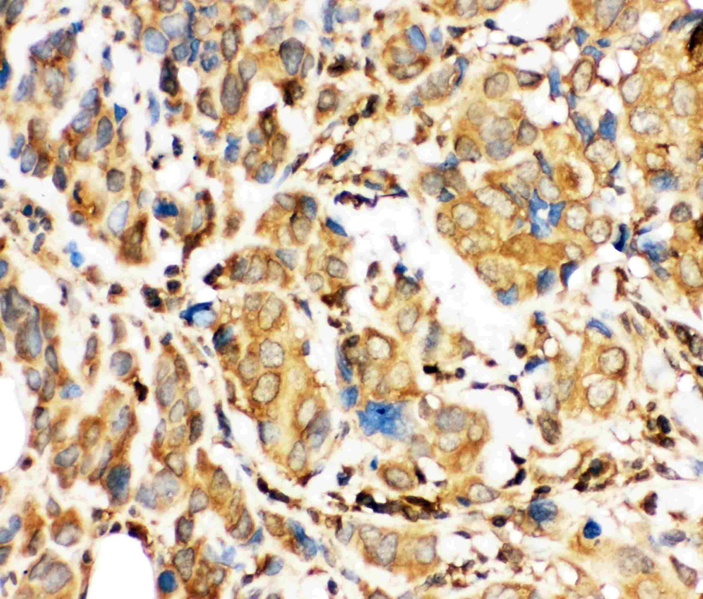 BID Antibody (aa1-195)