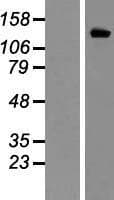 KCNH2 / HERG Protein (Over-Expression Lysate Myc-DDK (Flag))