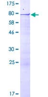 Human RSBN1 Protein (Recombinant GST)