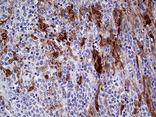 PRODH Antibody (clone OTI2C11, Carrier-free)