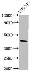 RBMS1 Antibody (aa206-277)