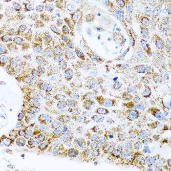 LRPPRC Antibody