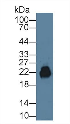 CD99 Antibody (aa27-161, APC)