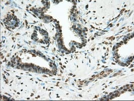 PDE4A / PDE4 Antibody (clone OTI7B11)