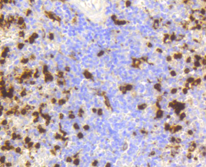 LYZ / Lysozyme Antibody