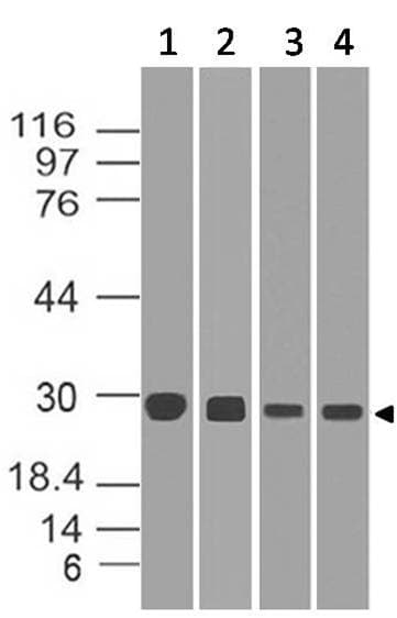 DIABLO / SMAC Antibody