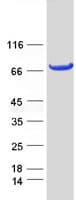 Human PRKCZ / PKC-Zeta Protein (Recombinant Myc-DDK (Flag))