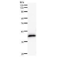 Monoclonal Mouse anti-Human HEYL Antibody (clone 3555C3a, WB)