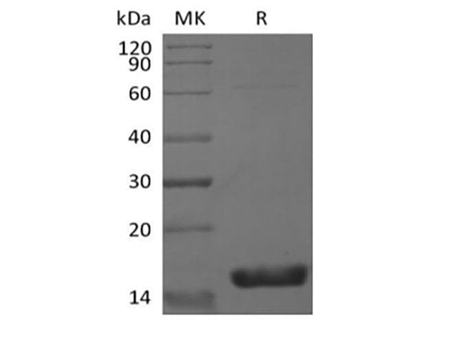 Mouse IL1F9 Protein (Recombinant)